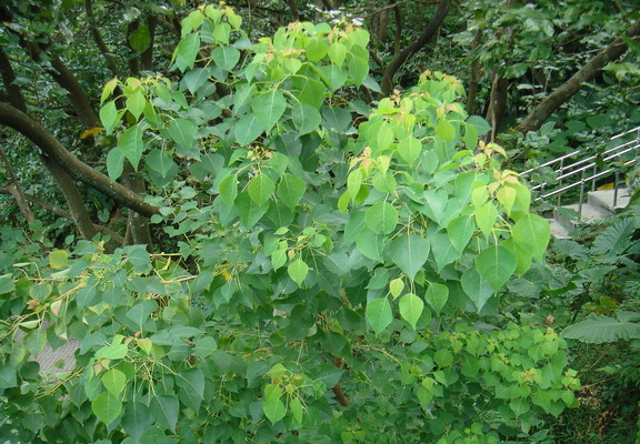 烏桕
