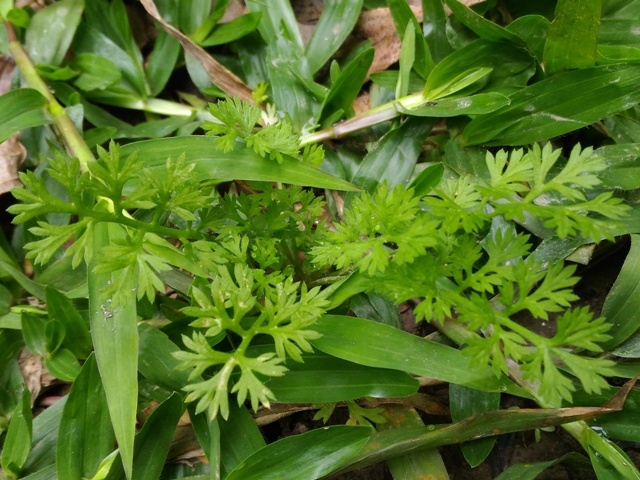 假吐金菊