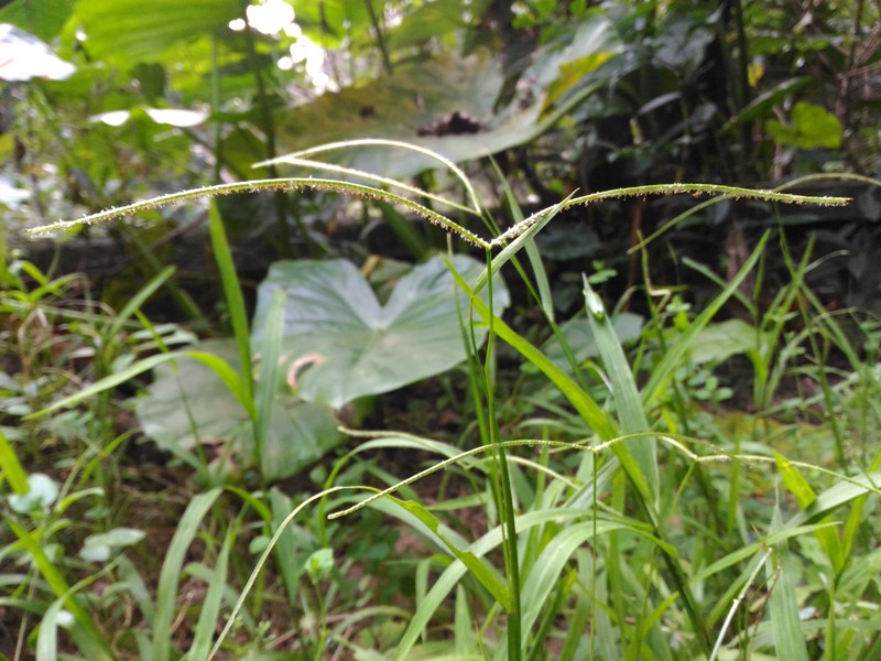 兩耳草