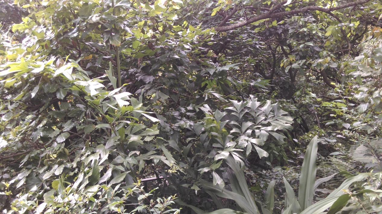 叢立孔雀椰子