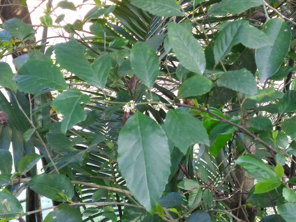 臺灣山桂花