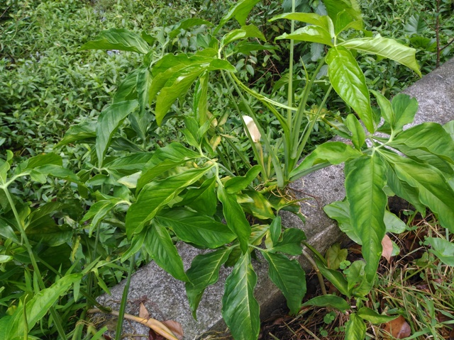 合果芋