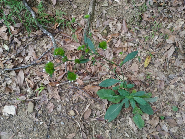 地膽草(外來種)
