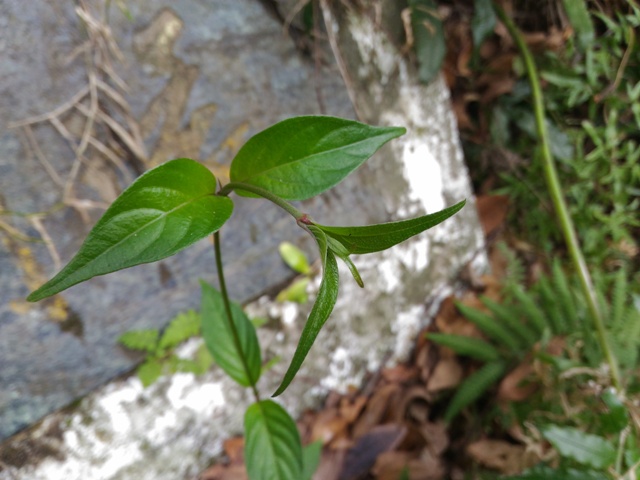 寶島玉葉金花