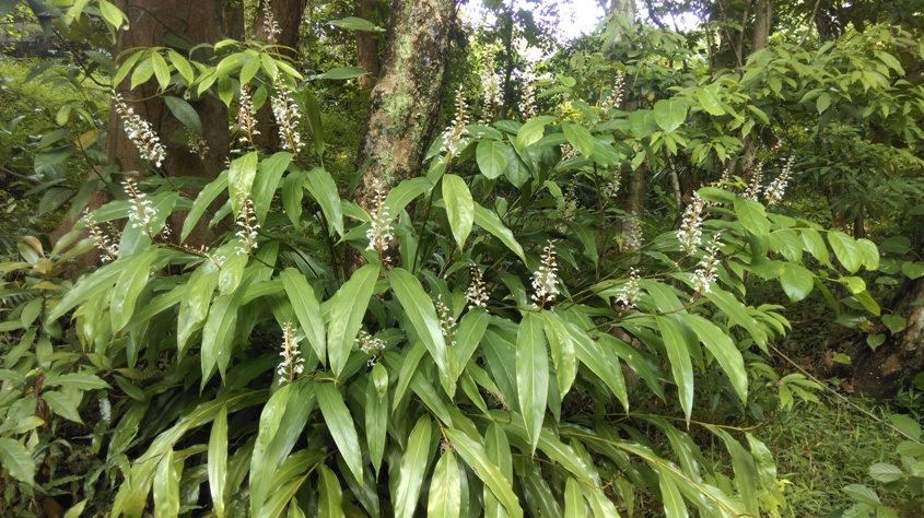 山月桃
