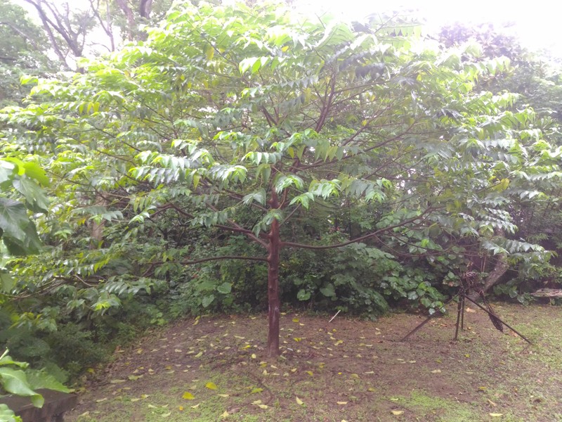 山黃麻