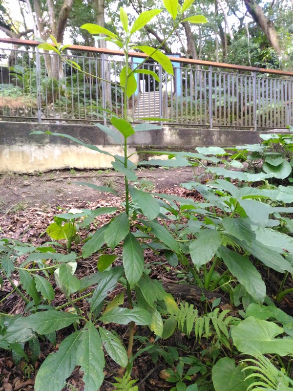 扁桃斑鳩菊