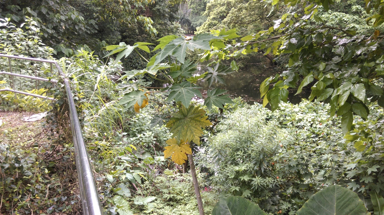 木瓜