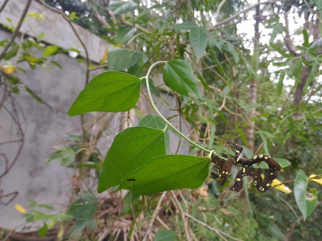 木防己