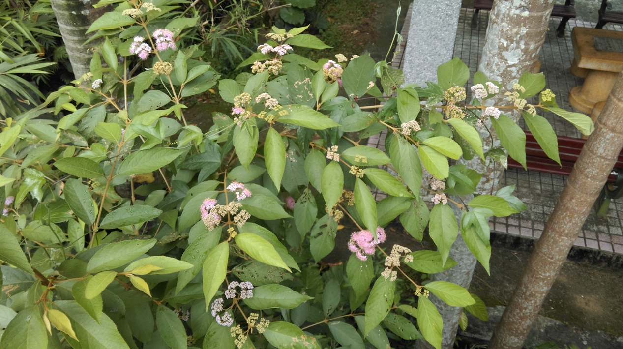 杜虹花