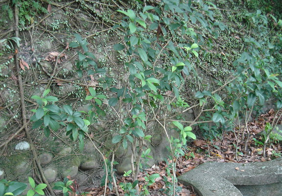 桂花