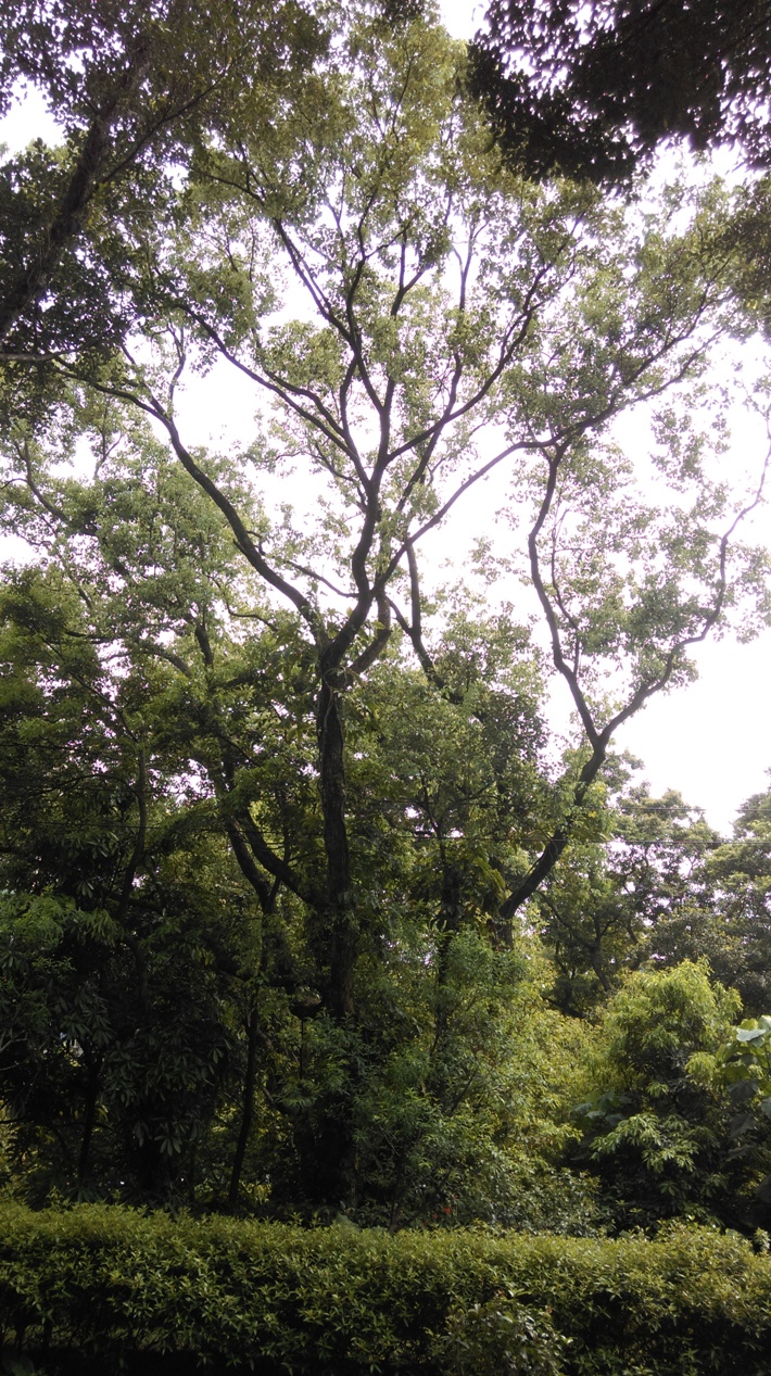 樟樹