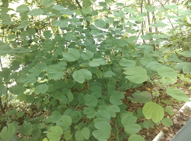 洋紫荊