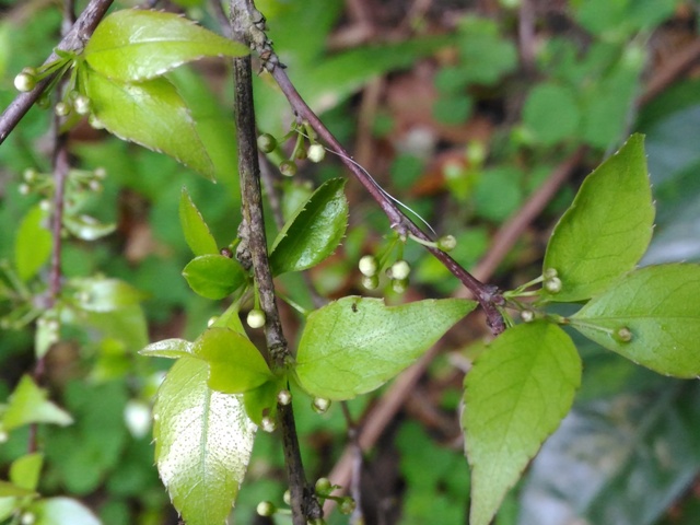 燈稱花