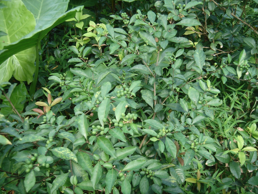 瑪瑙珠