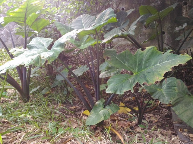 紫柄千年芋