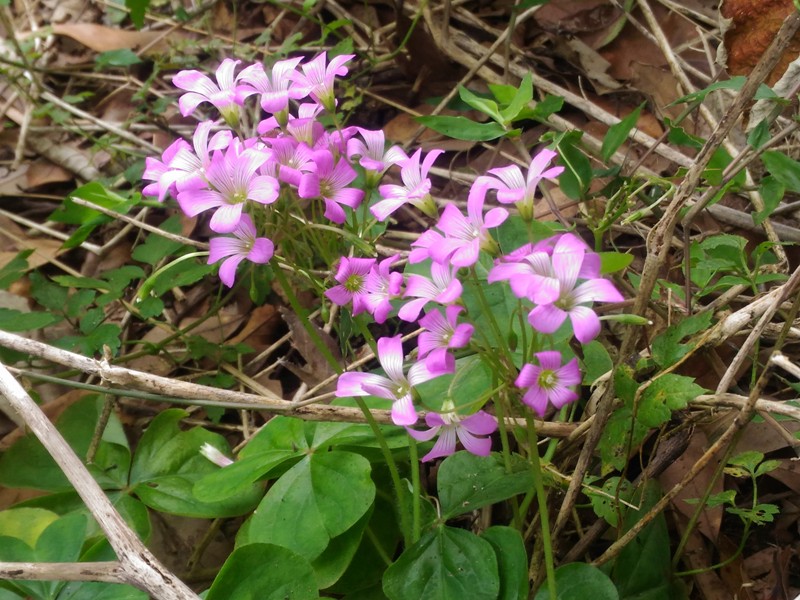 紫花酢漿草