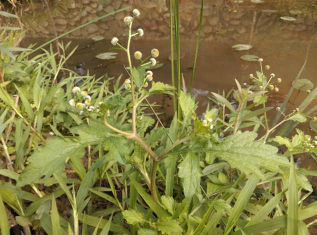茯苓菜