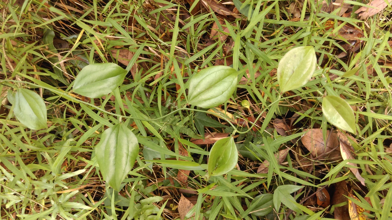 菝葜