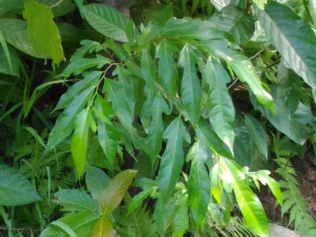 菲律賓榕