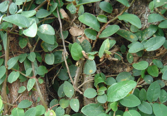薜荔
