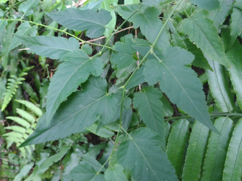 變葉懸鉤子