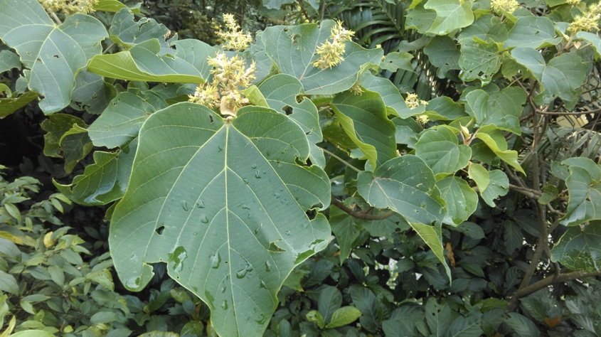 野桐
