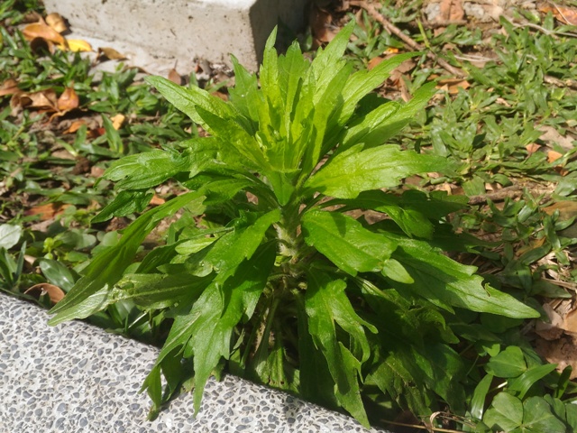野茼蒿(外來種)