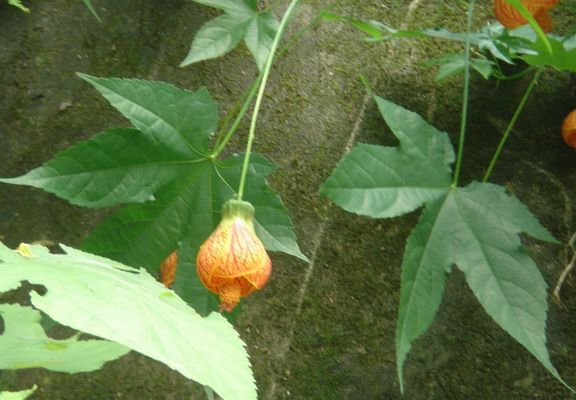 風鈴花