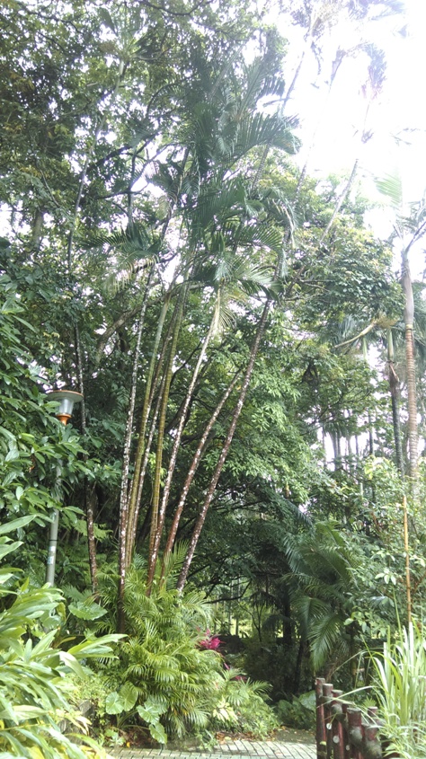 黃椰子